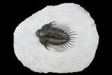 Spiny Comura Trilobite - Oufaten, Morocco #179622-3